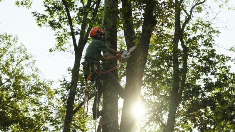 Tree Surgery & Tree Removal service in Galway